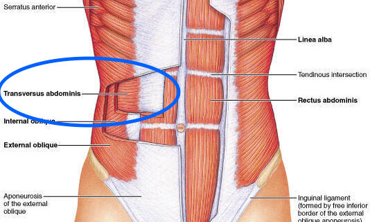 The “TVA Abdominal Flattener”