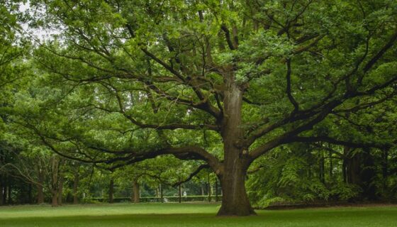 Exercise:  The Tree Stand—Upper Body