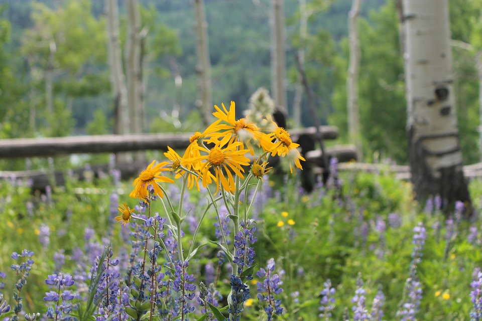 Rendezvous Trailside Wellness