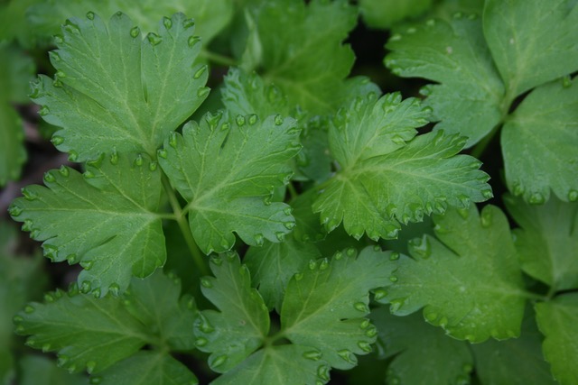 Powerful Parsley