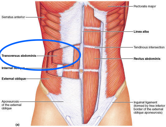 TVA Abdominal Flattener