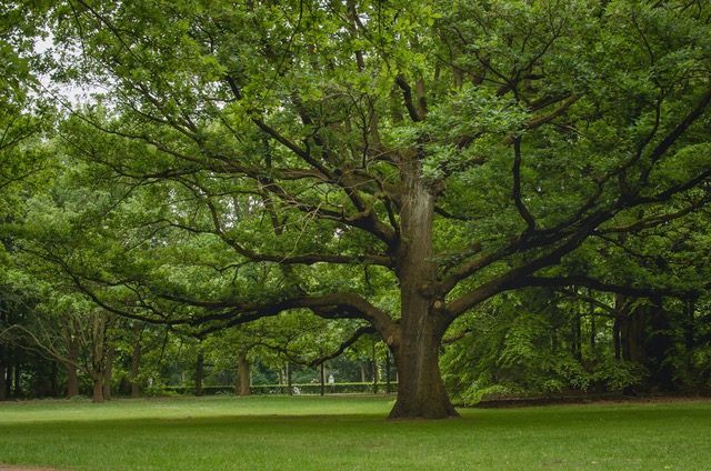 tree stand